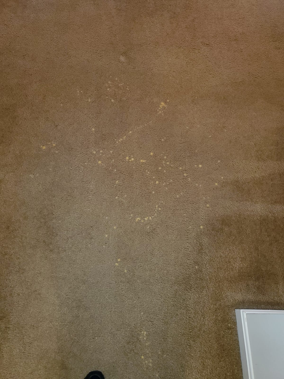 Bleach Spot Repair of Rental Property in Manassas, VA