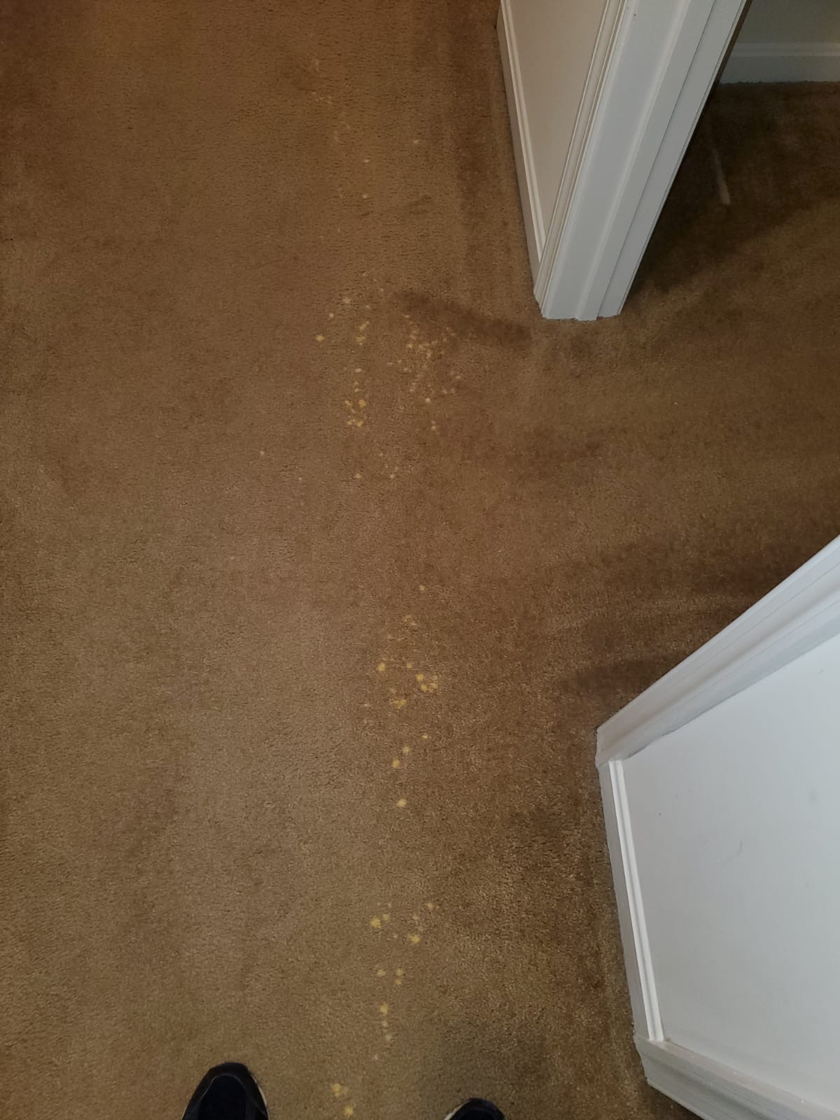 Bleach Spot Repair of Rental Property in Manassas, VA