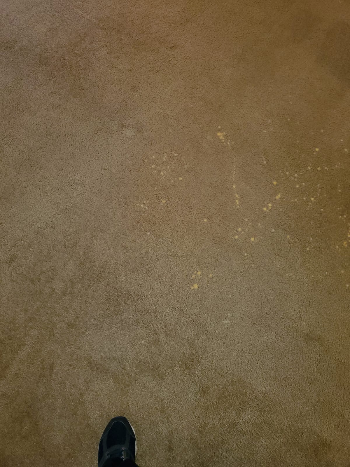 Bleach Spot Repair of Rental Property in Manassas, VA