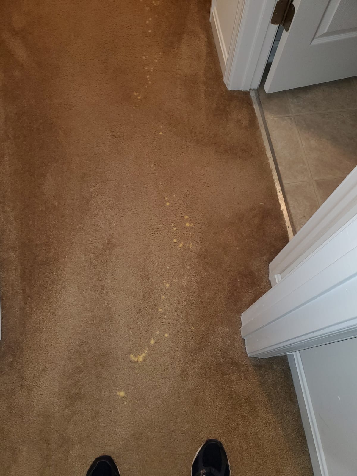 Bleach Spot Repair of Rental Property in Manassas, VA