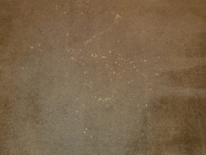 Bleach Spot Repair of Rental Property in Manassas, VA