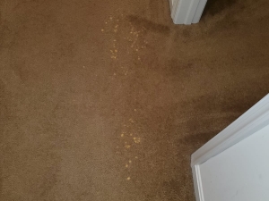 Bleach Spot Repair of Rental Property in Manassas, VA