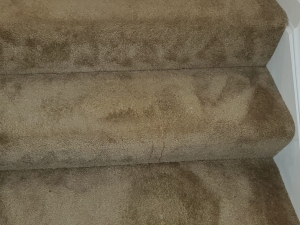 Bleach Spot Repair of Rental Property in Manassas, VA