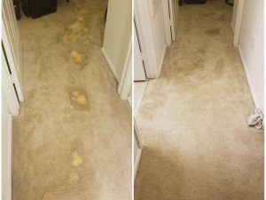 Bleach Spot Removal in Prince Frederick, MD