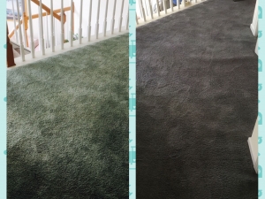 Whole Room Carpet Dyeing in Washington D.C.