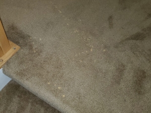 Bleach Spot Repair of Rental Property in Manassas, VA