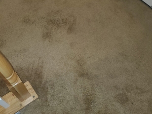 Bleach Spot Repair of Rental Property in Manassas, VA