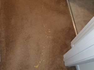 Bleach Spot Repair of Rental Property in Manassas, VA